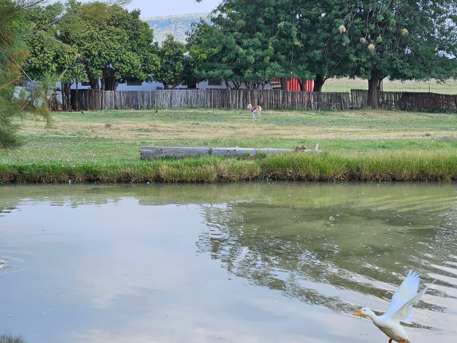 Nico Smith Afslaers Bloemfontein | NSA Auctioneers Bloemfontein