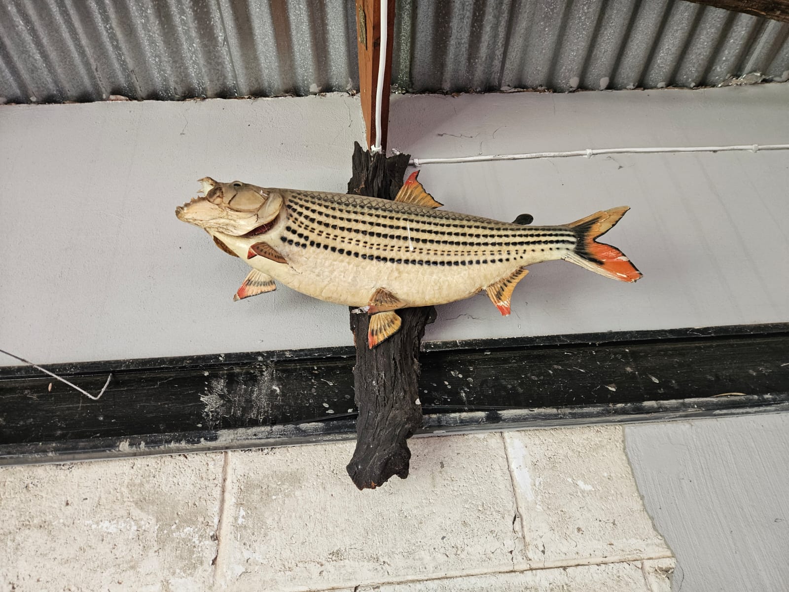 Nico Smith Afslaers Bloemfontein | NSA Auctioneers Bloemfontein