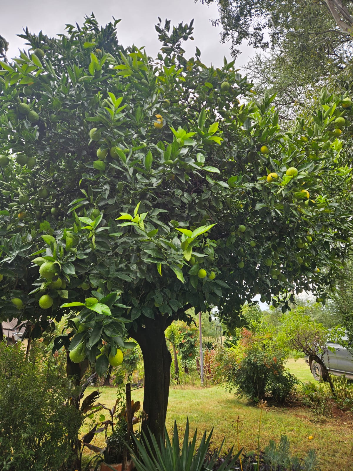 Nico Smith Afslaers Bloemfontein | NSA Auctioneers Bloemfontein