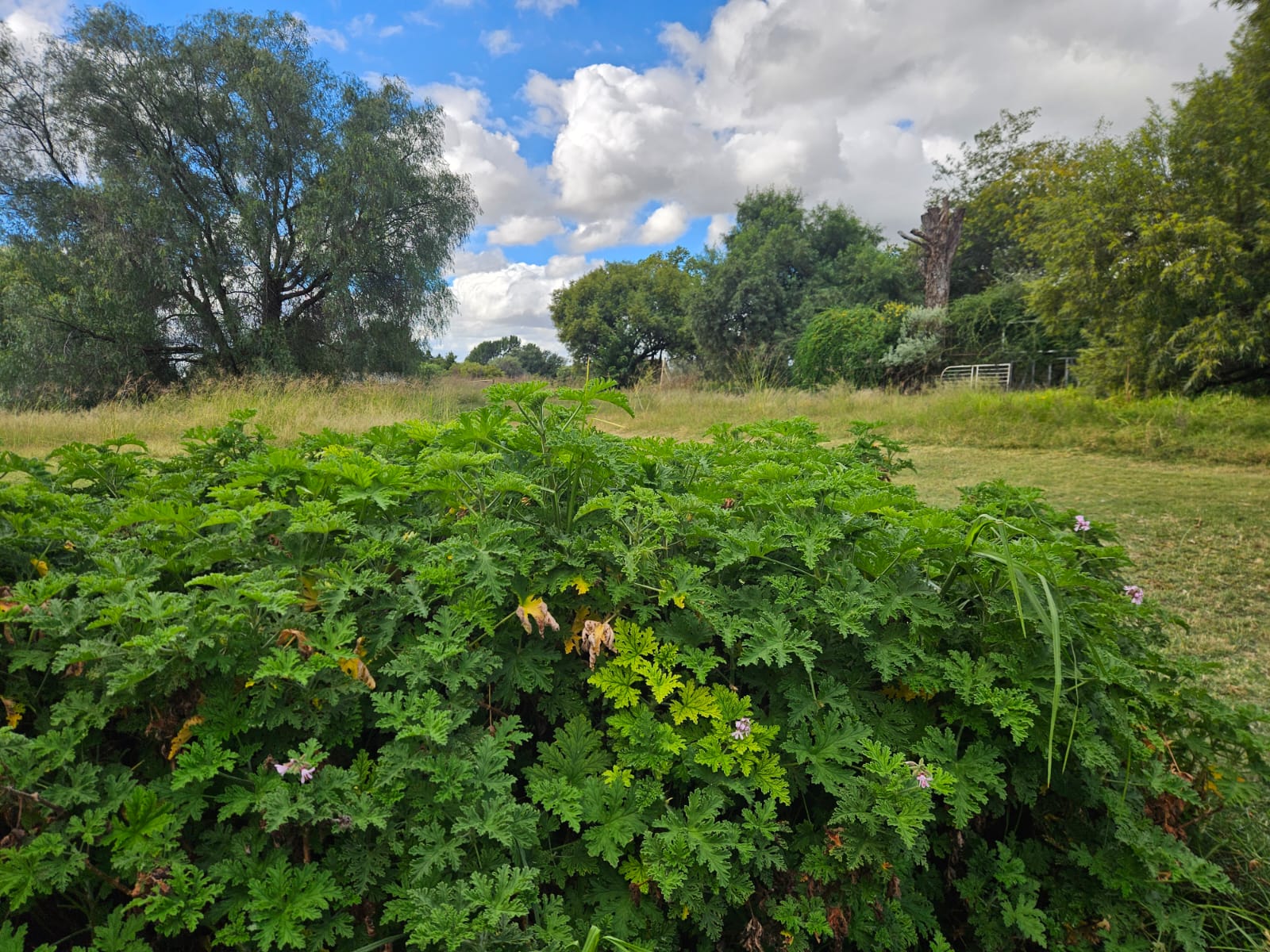 Nico Smith Afslaers Bloemfontein | NSA Auctioneers Bloemfontein