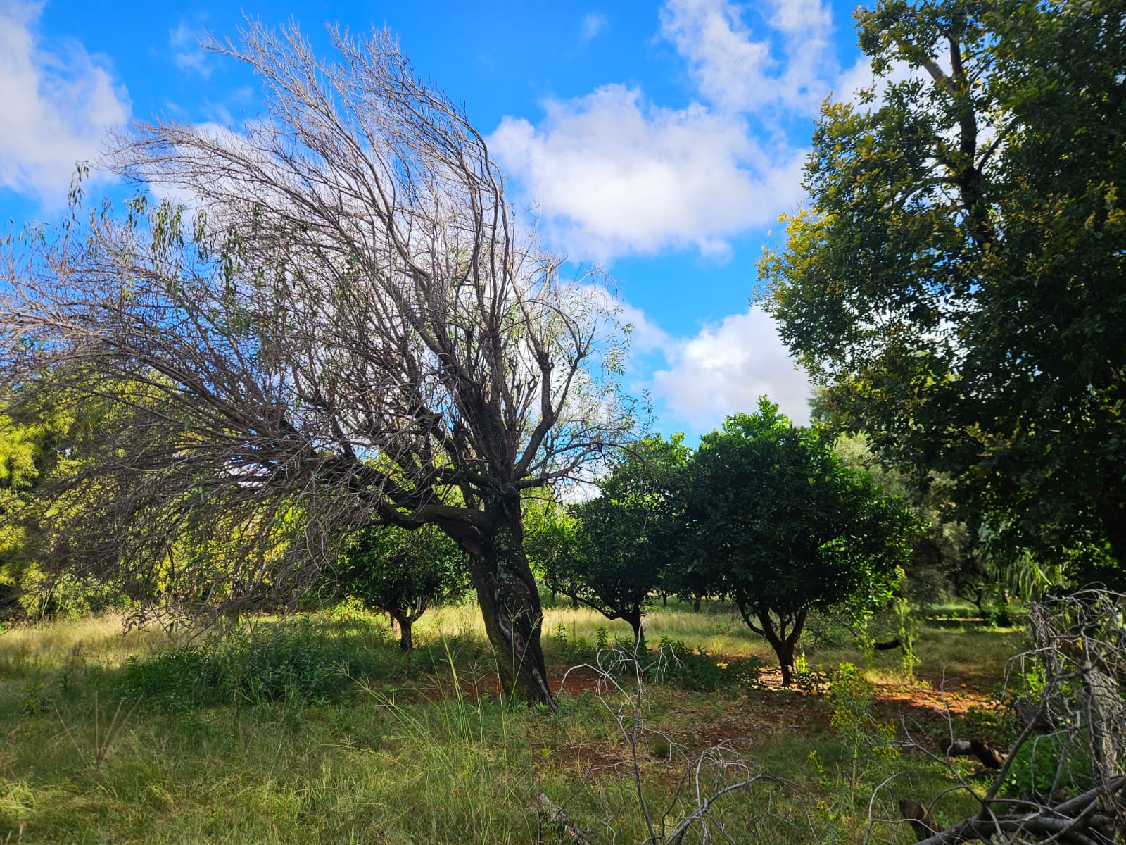 Nico Smith Afslaers Bloemfontein | NSA Auctioneers Bloemfontein